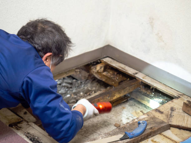 Best Local Mold Removal Service  in Molalla, OR