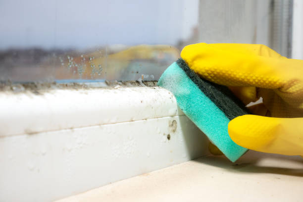 Best Certified Mold Removal  in Molalla, OR