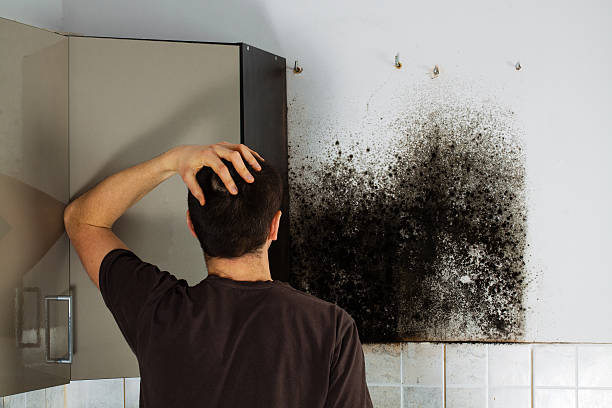 Best Mold Damage Repair  in Molalla, OR