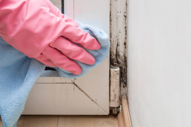 Best Toxic Mold Removal  in Molalla, OR